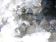 anglesite